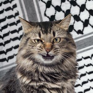 Ceasefire Meow Photography Art Prints Cats holiday gifts cards